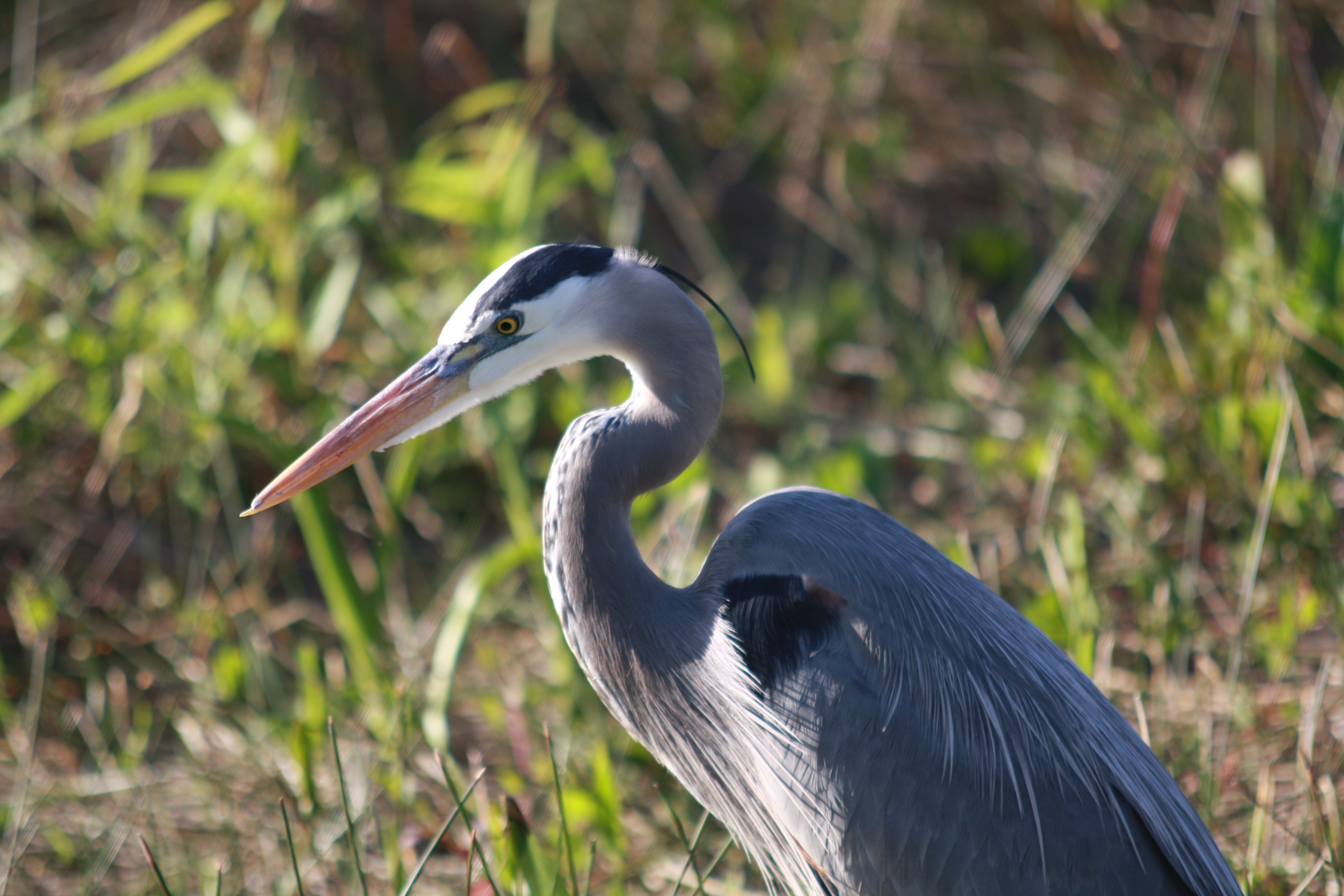 Great blue heron